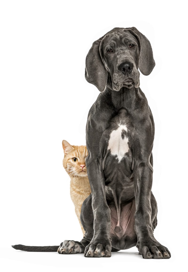 catanddog_800x1156