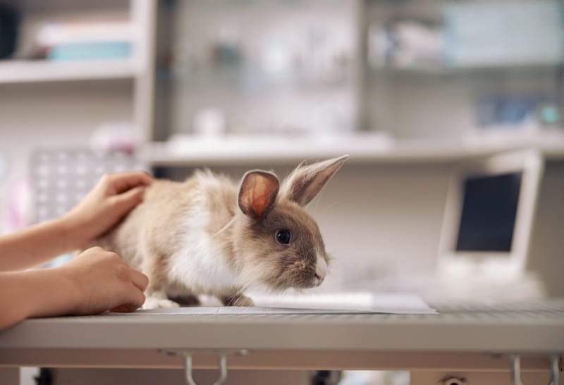 vet_rabbit Vet website