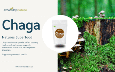 Promoting Chaga powder for improved health